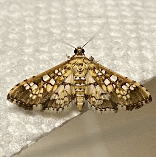Stained-glass Moth