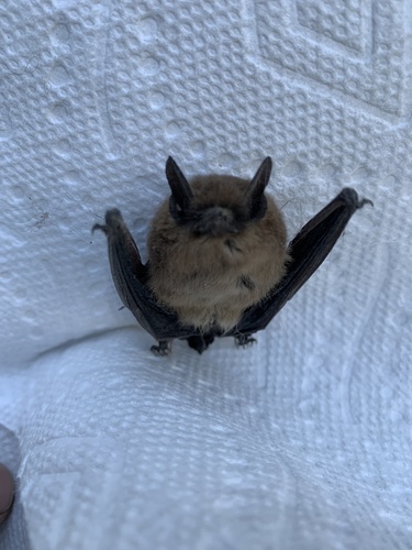 iNaturalist observation photo of Mouse-eared Bats