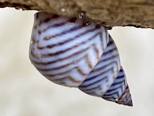 Zebra Periwinkle
