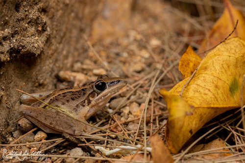 Striped Rocket Frog
