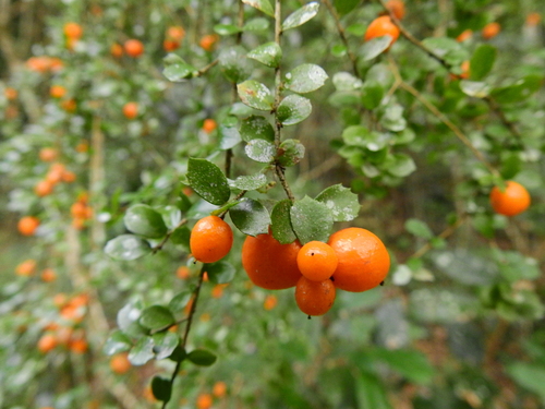 Pittosporum multiflorum (A.Cunn. ex London) L.W.Cayzer, Crisp & I.Telford