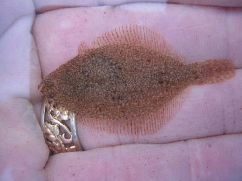 Smooth Flounder