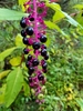 American Pokeweed - Photo (c) Michael Sherman, all rights reserved