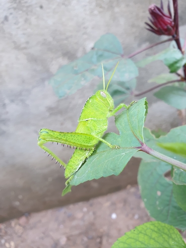 Garden Locust