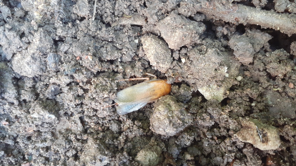Wood Cockroaches from Belén de Escobar, Provincia de Buenos Aires ...