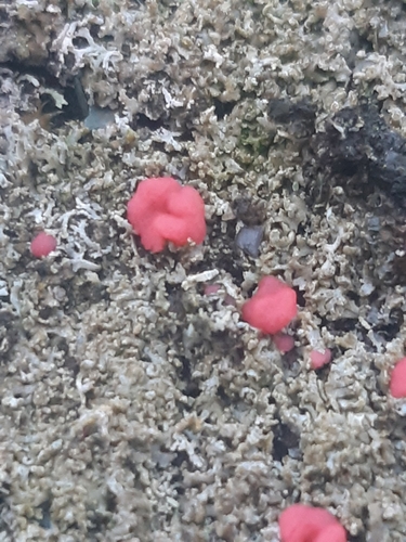 Illosporiopsis christiansenii nuotrauka