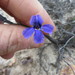 Goodenia pterygosperma - Photo (c) Charles Porter, all rights reserved, uploaded by Charles Porter