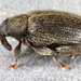 Beech Leaf-mining Weevil - Photo (c) gernotkunz, all rights reserved, uploaded by gernotkunz