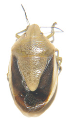 Chlorochroa osborni image