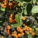 Pyracantha koidzumii - Photo (c) Lorna L. Engleman, kaikki oikeudet pidätetään, lähettänyt Lorna L. Engleman