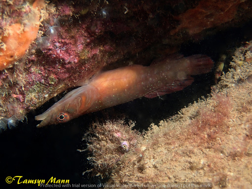 Connemarra Clingfish