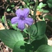 Western Ruellia - Photo (c) Barg, all rights reserved, uploaded by Barg