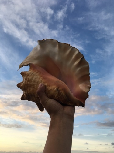 Queen Conch