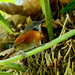 Rufous-breasted Spinetail - Photo (c) Rolando Chavez, all rights reserved