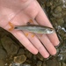 Tricolor Shiner - Photo (c) Minty, all rights reserved, uploaded by Minty