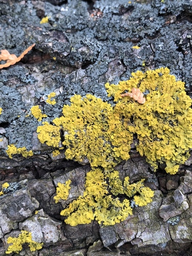 Powdery Sunburst Lichen