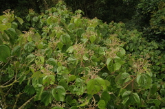 Image of Heliocarpus appendiculatus