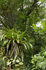 Guzmania polycephala image