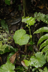 Hydrocotyle mexicana image