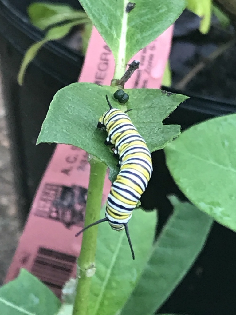 Monarch from 625 S Matlock Ave, Athens, TN, US on August 13, 2017 at 09