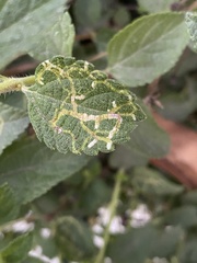 photo of Ophiomyia mine in a Lantana leaf