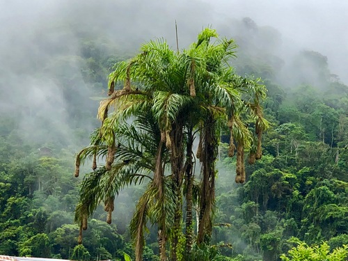 Bactris