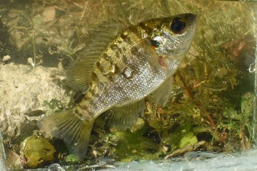 Redear Sunfish