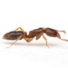 姬針蟻 - Photo 由 Aaron Stoll 所上傳的 (c) Aaron Stoll，保留所有權利