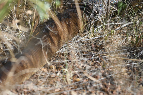 Black-headed Python sighting