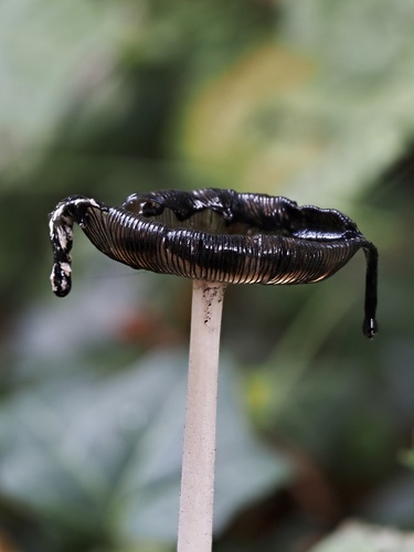 Magpie Inkcap