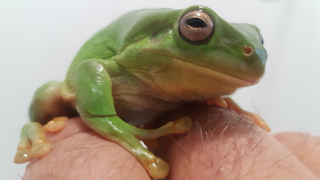 Australian Green Tree Frog from Port Hedland, WA, Australia on November ...