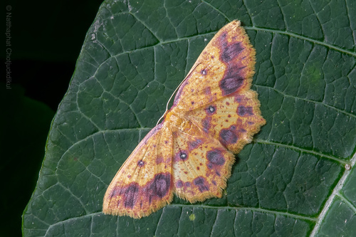 Synegiodes histrionaria Swinhoe, 1892