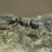 Iridomyrmex anceps - Photo (c) Kit Chang, all rights reserved, uploaded by Kit Chang