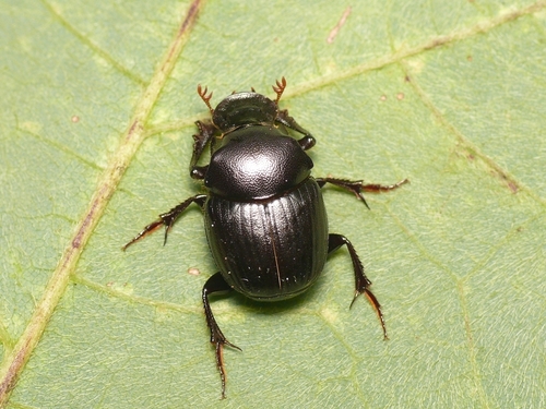 Onthophagus lenzi