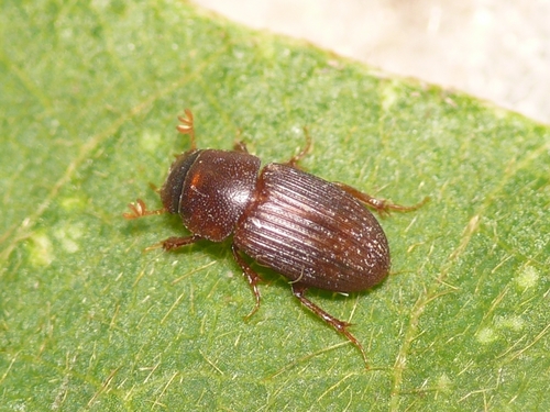 Pleuraphodius