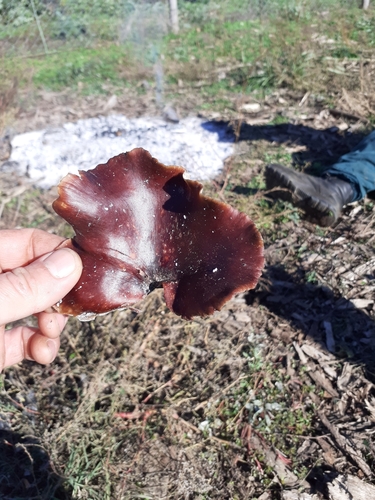 Bay Polypore