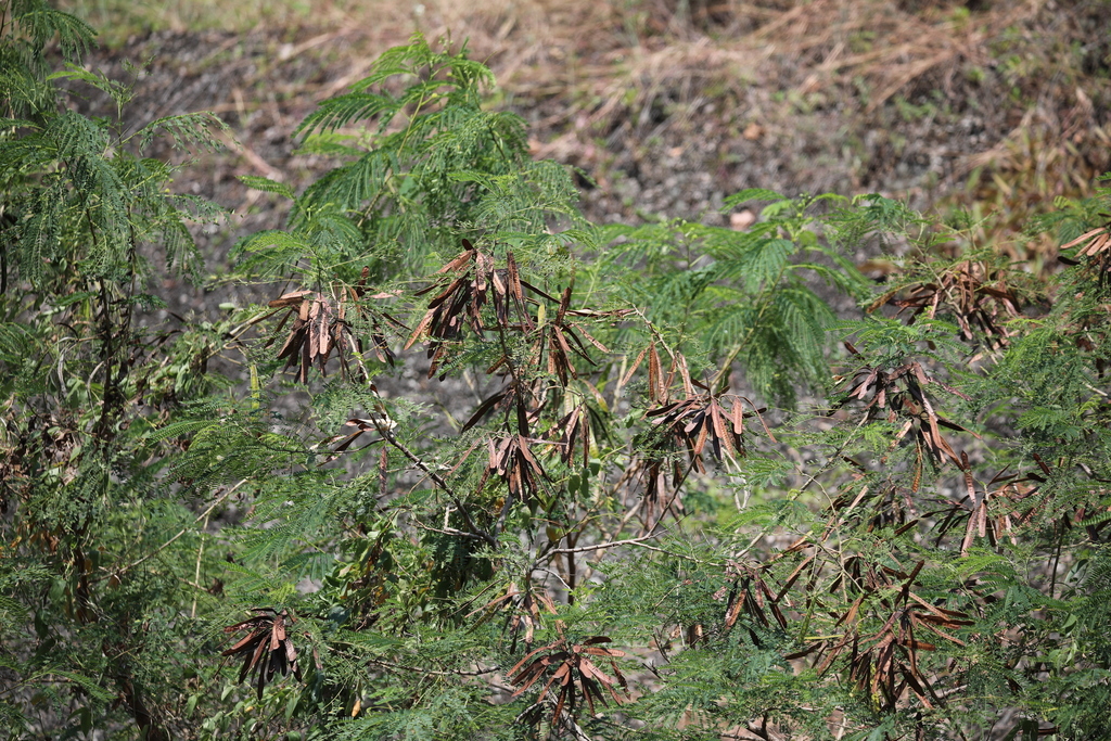 Lead Path Tree White leadtree from Fo Tan, Hong Kong on November 2, 2020 at 11:17 AM ...