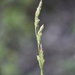 Carex sendaica - Photo (c) Yanghoon Cho, כל הזכויות שמורות, הועלה על ידי Yanghoon Cho