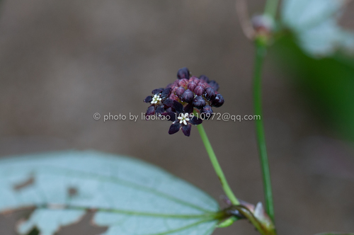 Smilax aberrans