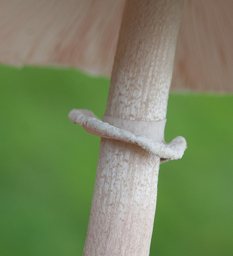 Slender Parasol
