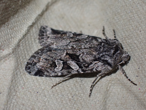 Lasionycta proxima