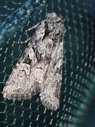 Lasionycta proxima