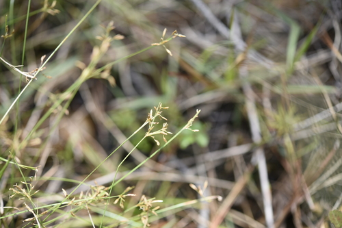 Fimbristylis complanata