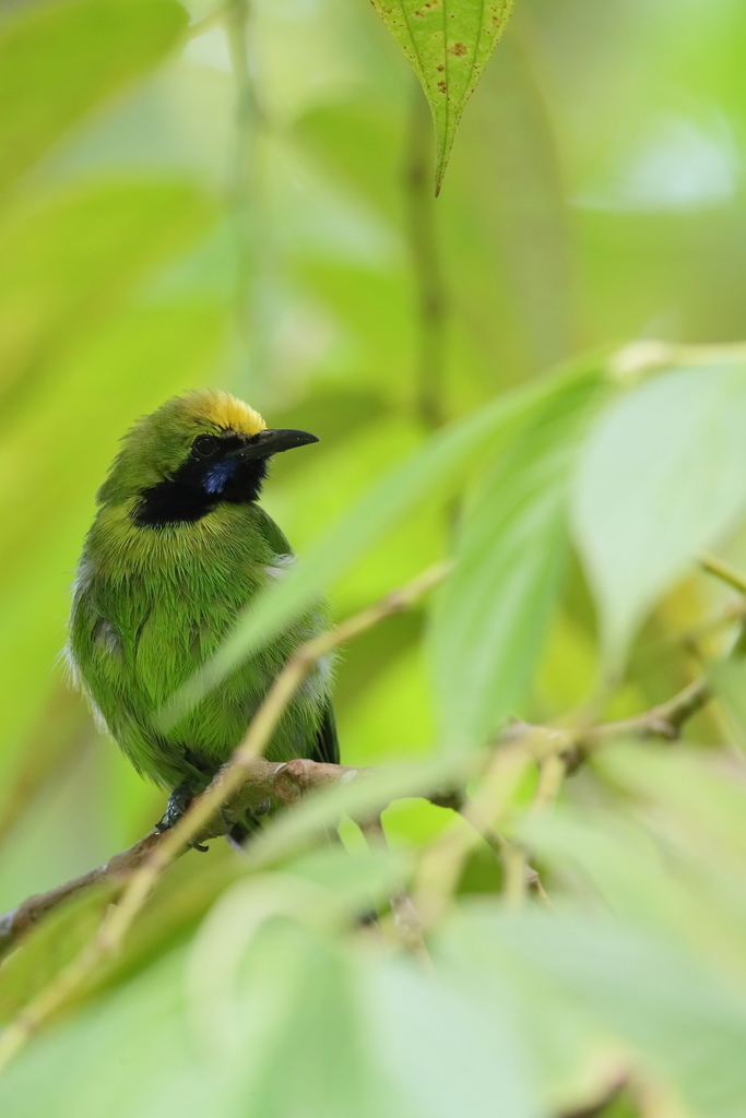 Sumatran Leafbird photo