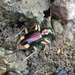 Carolina Metallic Tiger Beetle - Photo (c) Matt Brady, all rights reserved, uploaded by Matt Brady