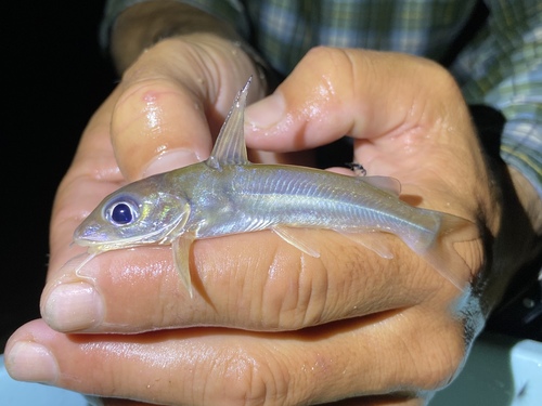 Chrysichthys thysi
