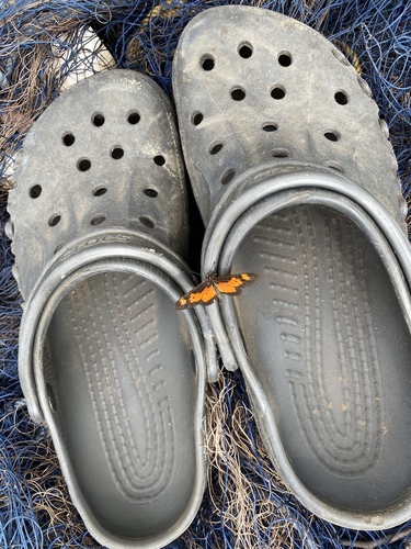 Falls Acraea