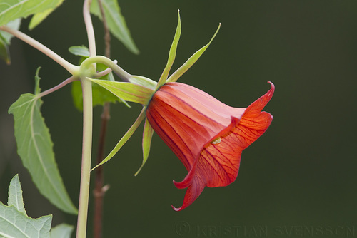 Canarina