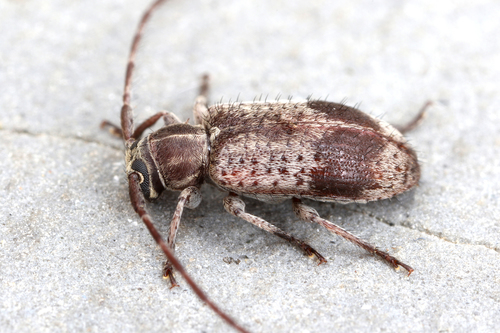 Genus Exocentrus · iNaturalist