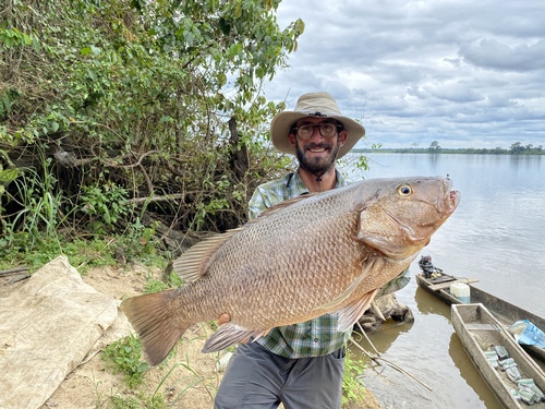 Guinea Snapper